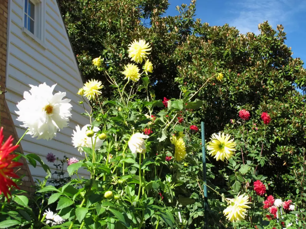 Dahlias and blue sky.