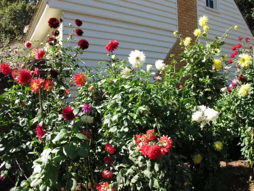 Wonderful dahlias on a sunny October day.