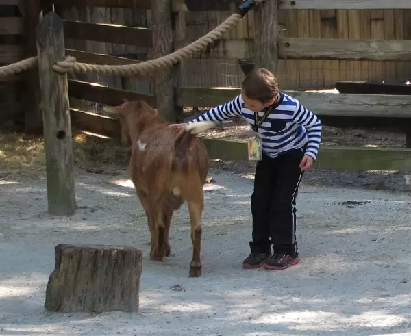Petting zoo at the plantation.