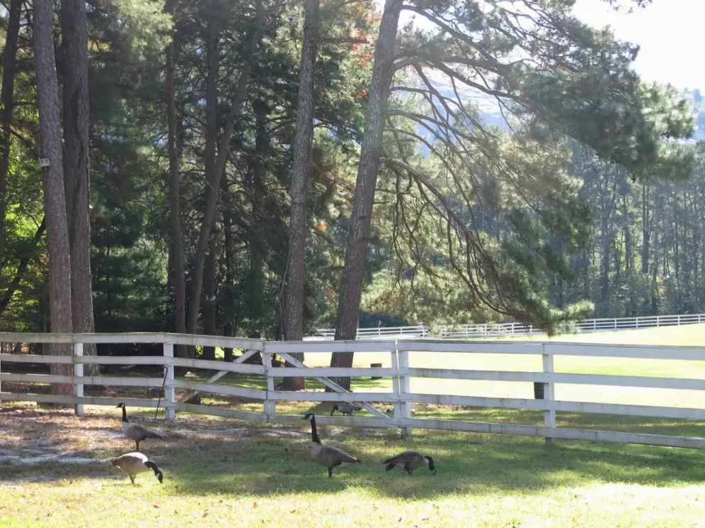 Geese in the late afternoon light at the plantation.