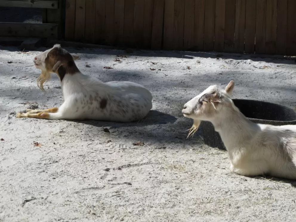 Goats at the plantation.