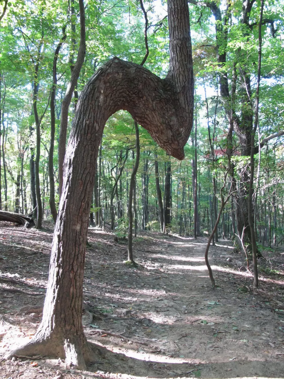 Bendy tree on the East Ridge Trail.