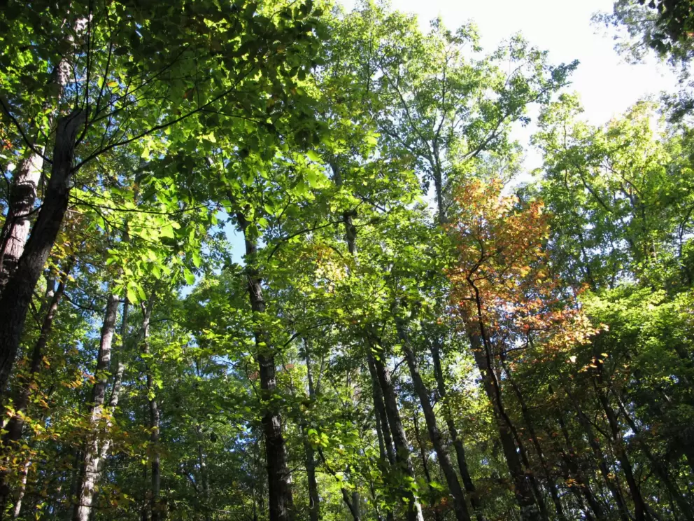 Looking up at the gorgeous treetops.