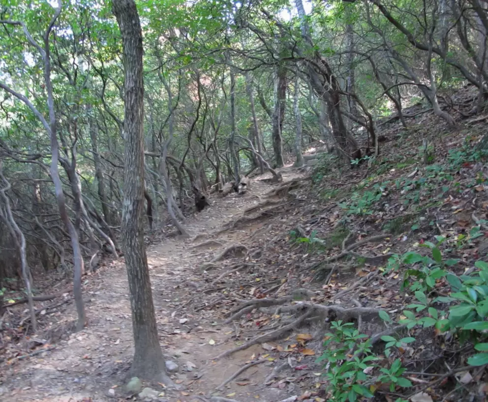Twisty tree roots on the trail.