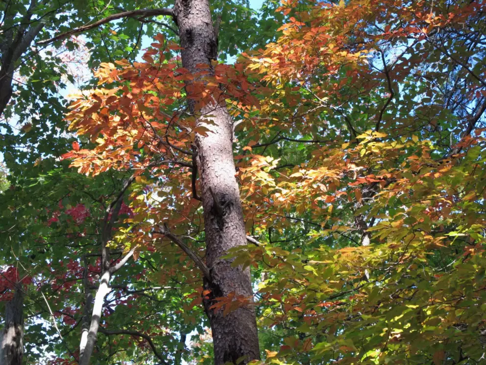Fall leaves in October.