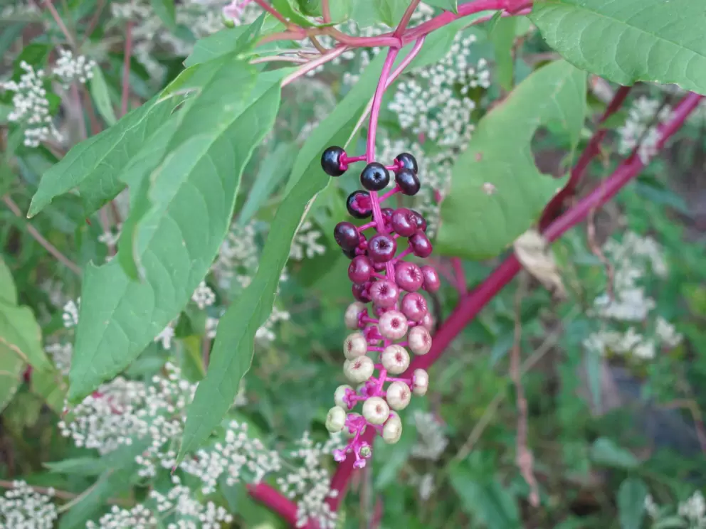 Purple and cream colored berries (not edible) on the trail.