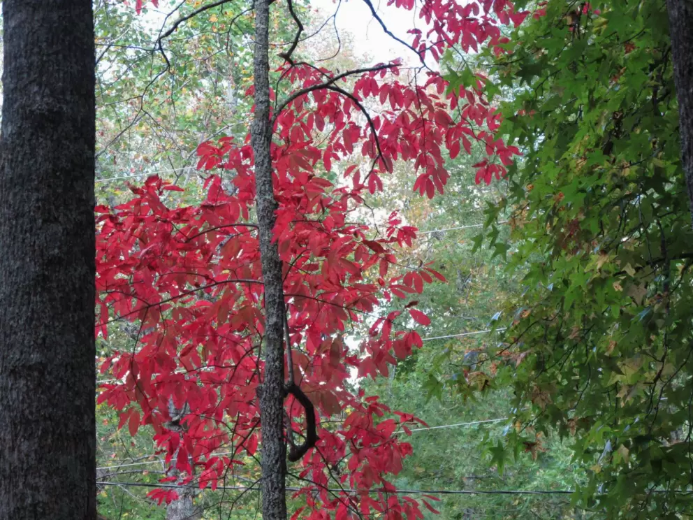 Red autumn leaves near the visitor center.