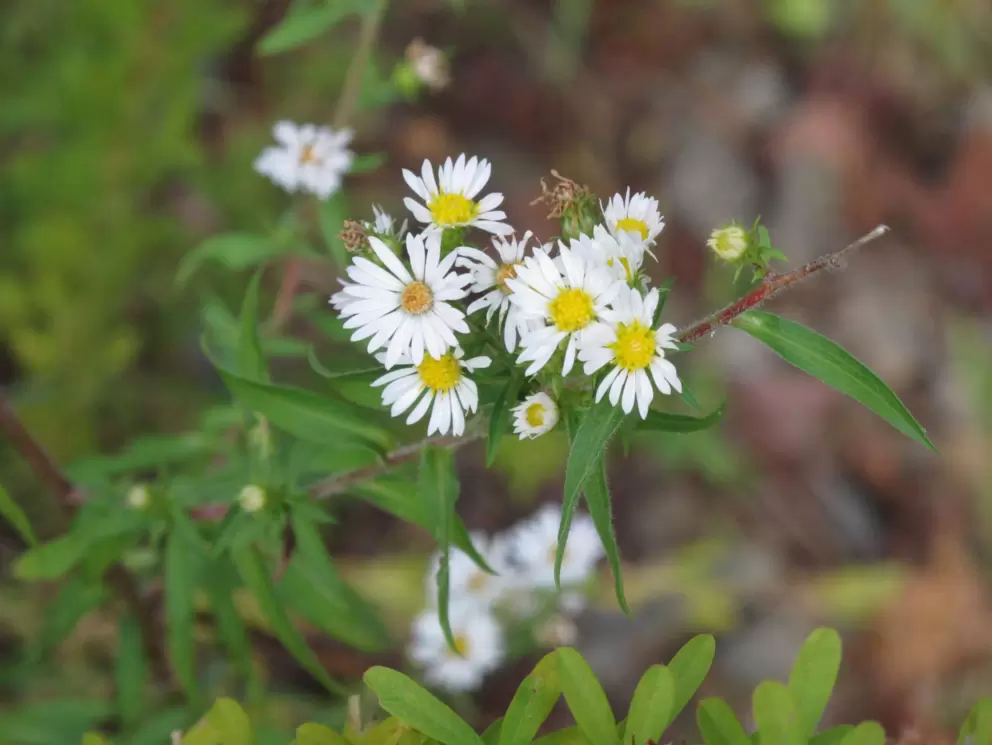 Wildflowers along the trail.