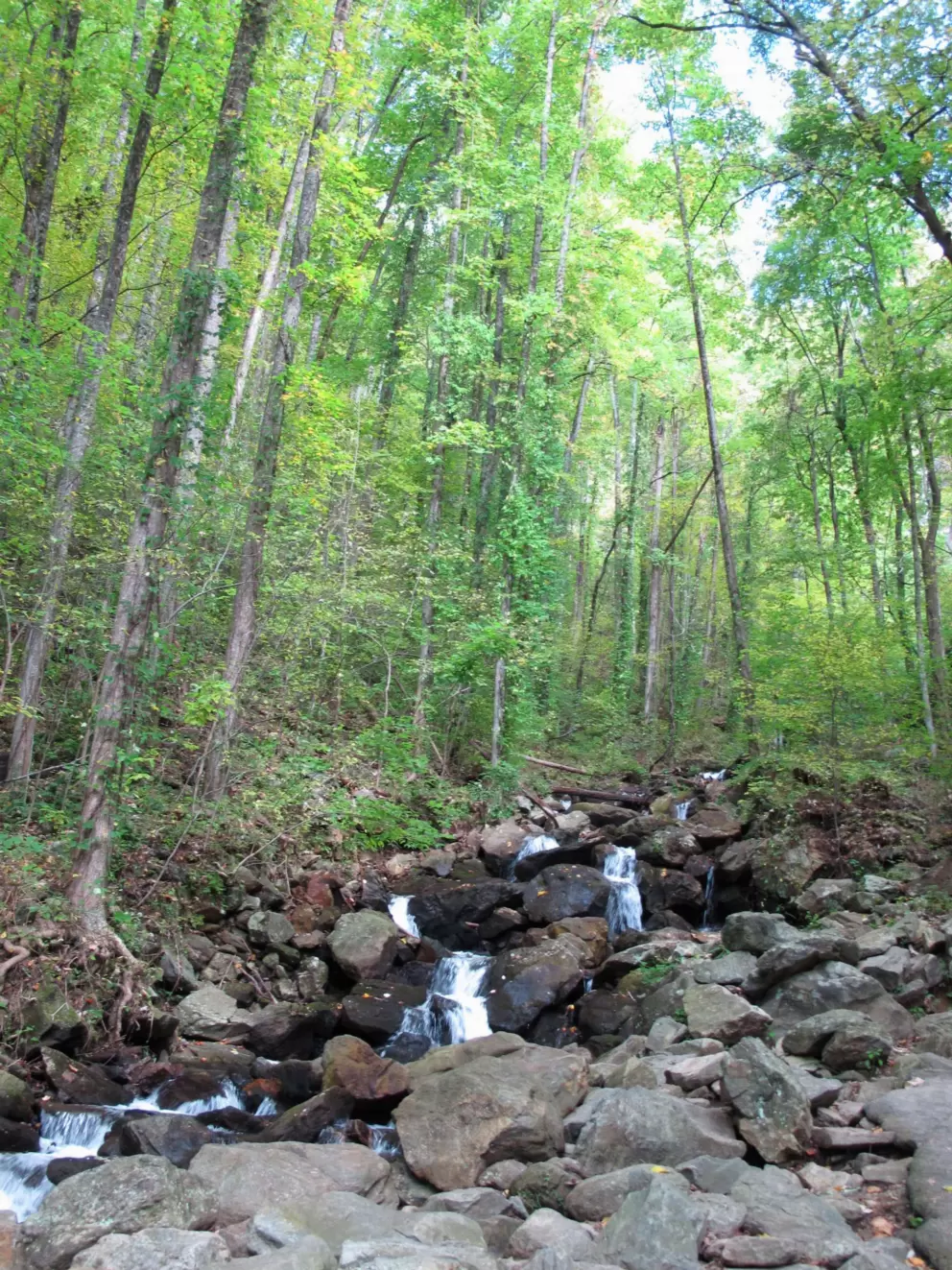 Tall trees at the lower end of the falls.