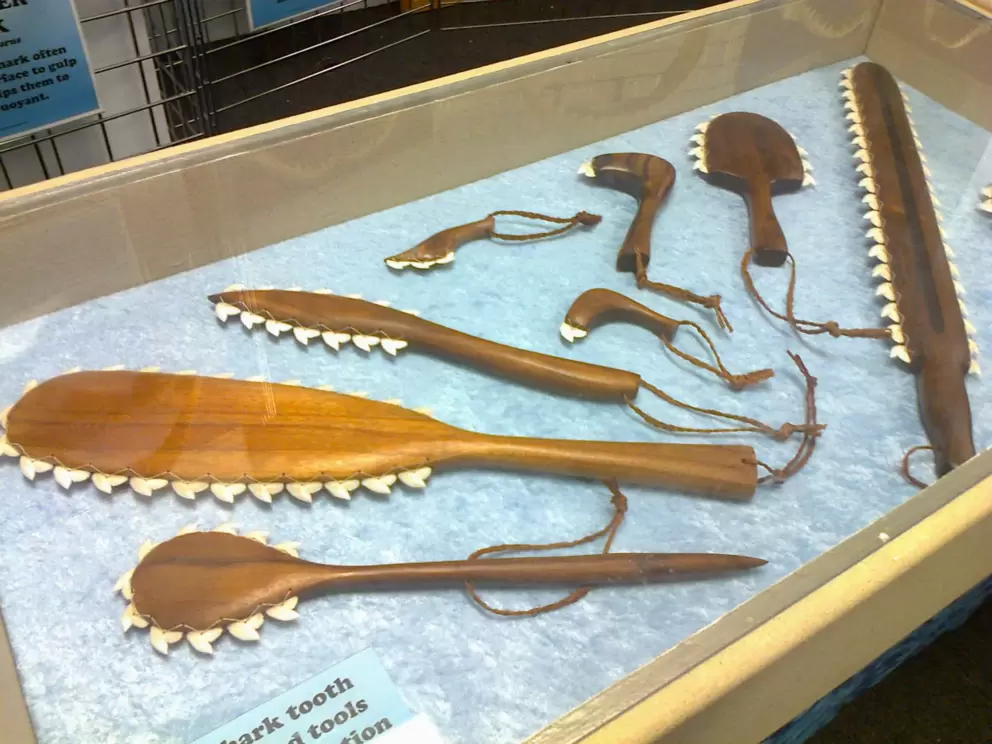 Koa wood and real shark teeth representations of shark tooth tools used by Hawaiian warriors.