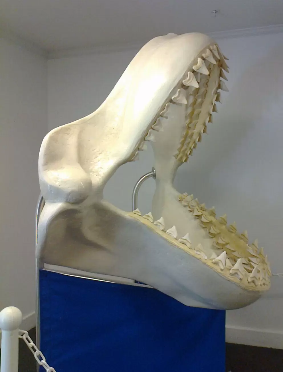 A replica of a megalodon shark jaw.