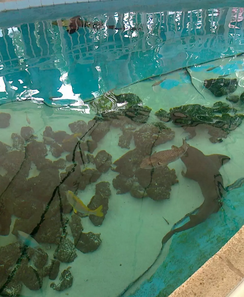 Sharks and tropical fish in the swimming pool!!