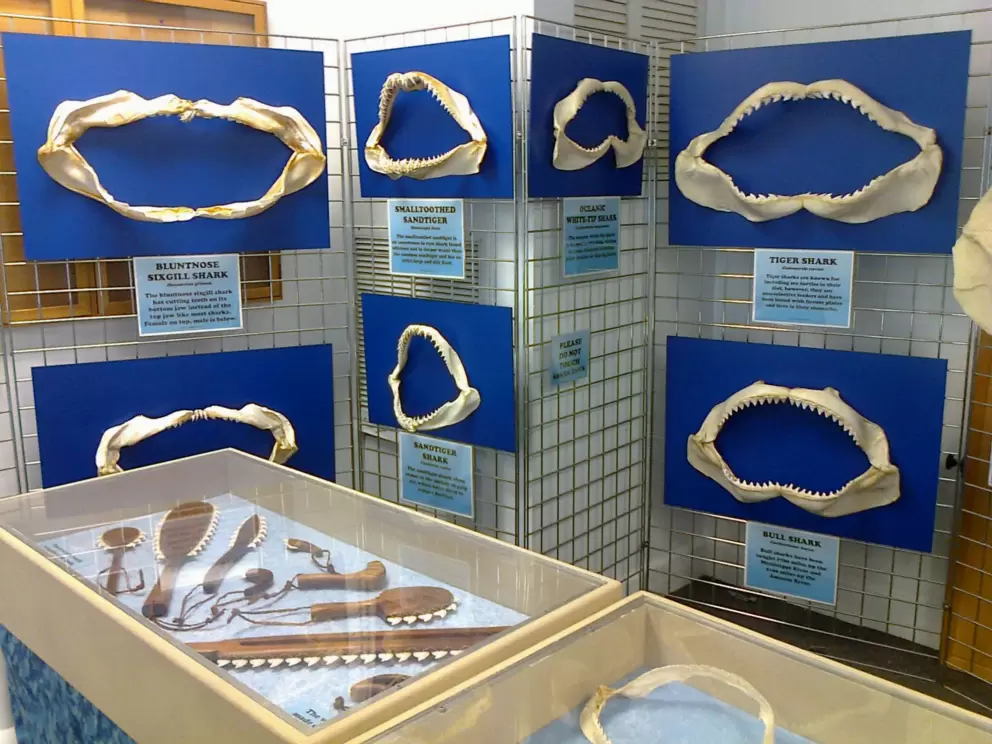 Jaws of different types of sharks.