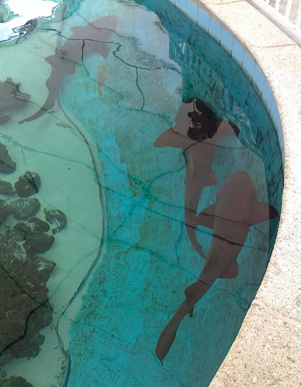 Nurse sharks swimming in the pool!