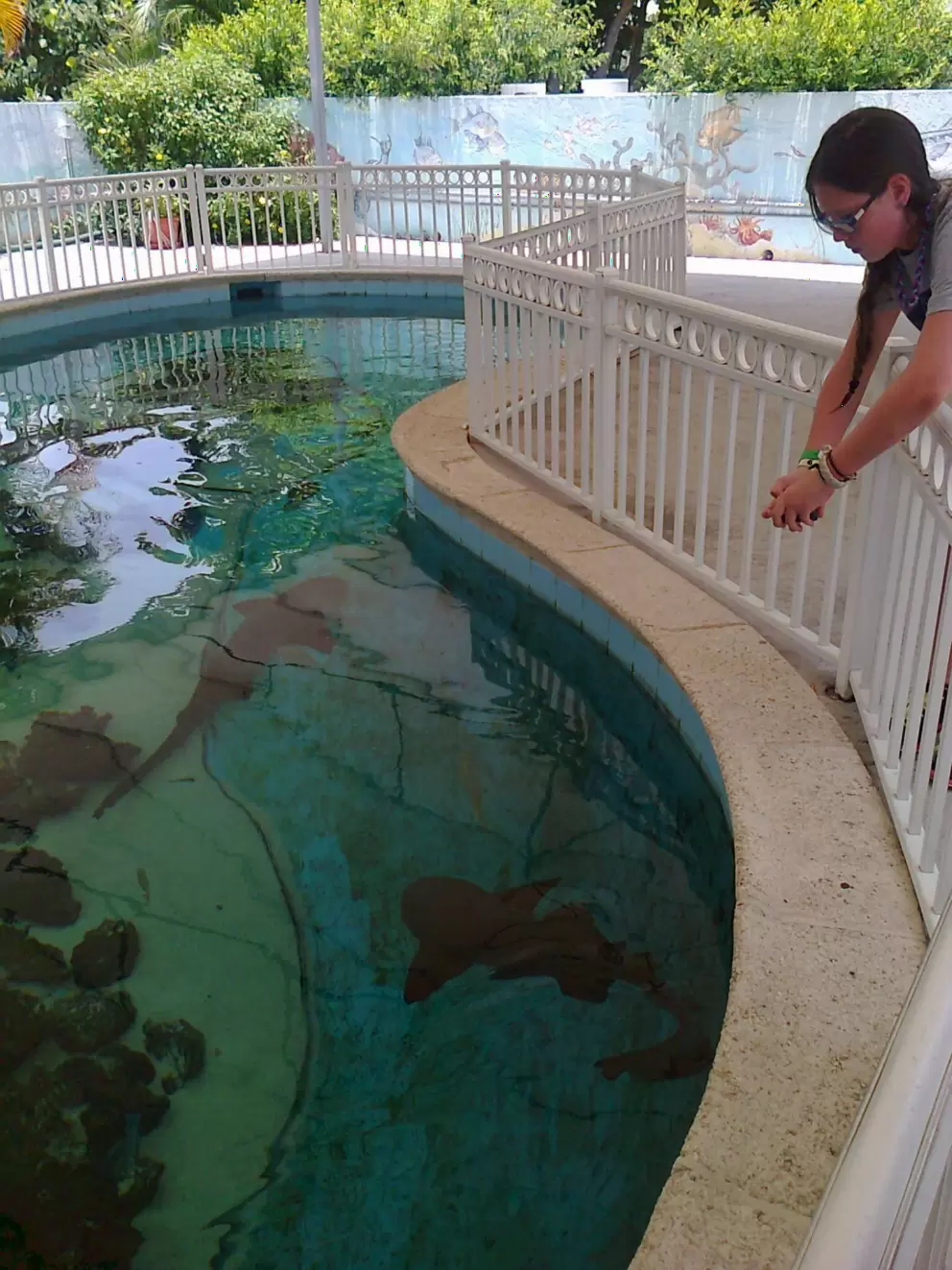 Checking out the sharks.