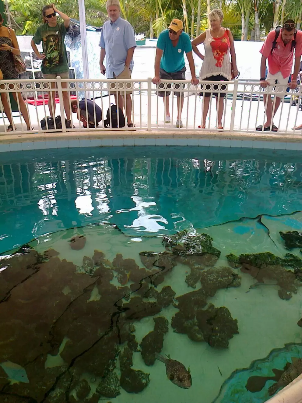 Visitors peer in at the pufferfish.