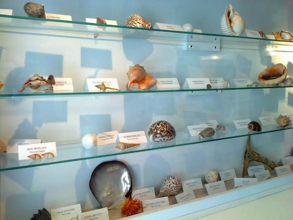 Shells on display upstairs.