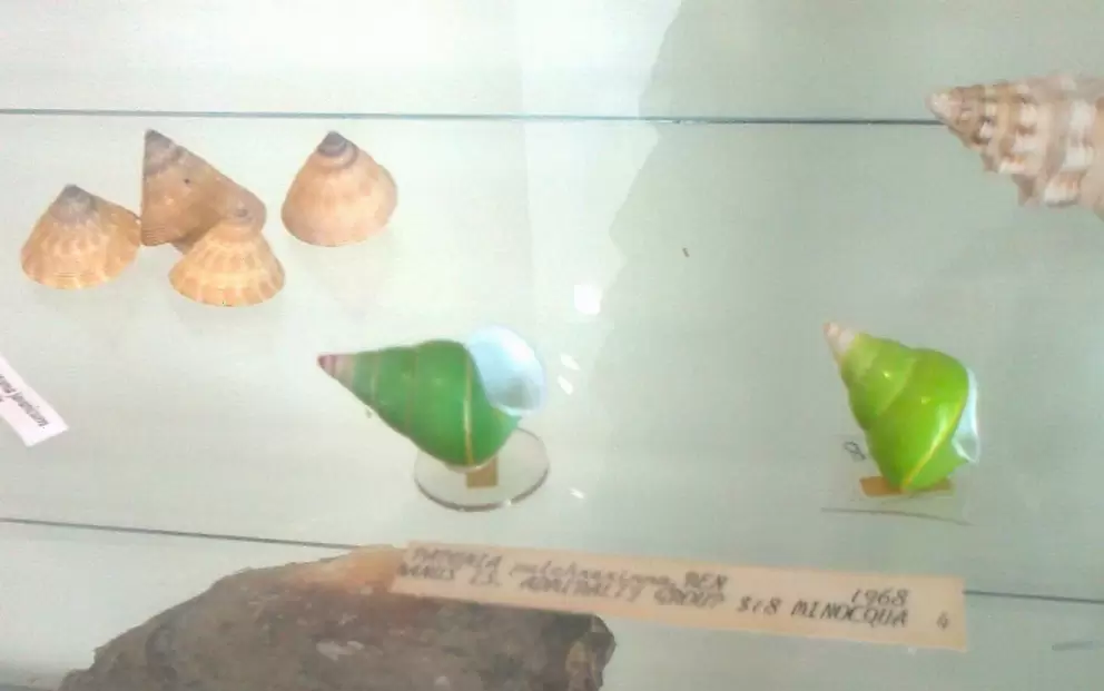 Amazing little green shells from the Admiralty Islands.