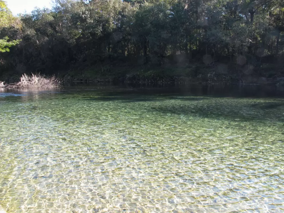 The clear water where the spring meets the Withlacoochee River.