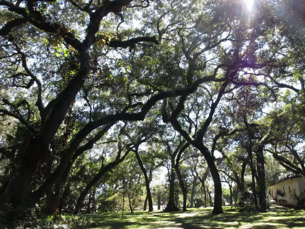 Wonderful trees. 