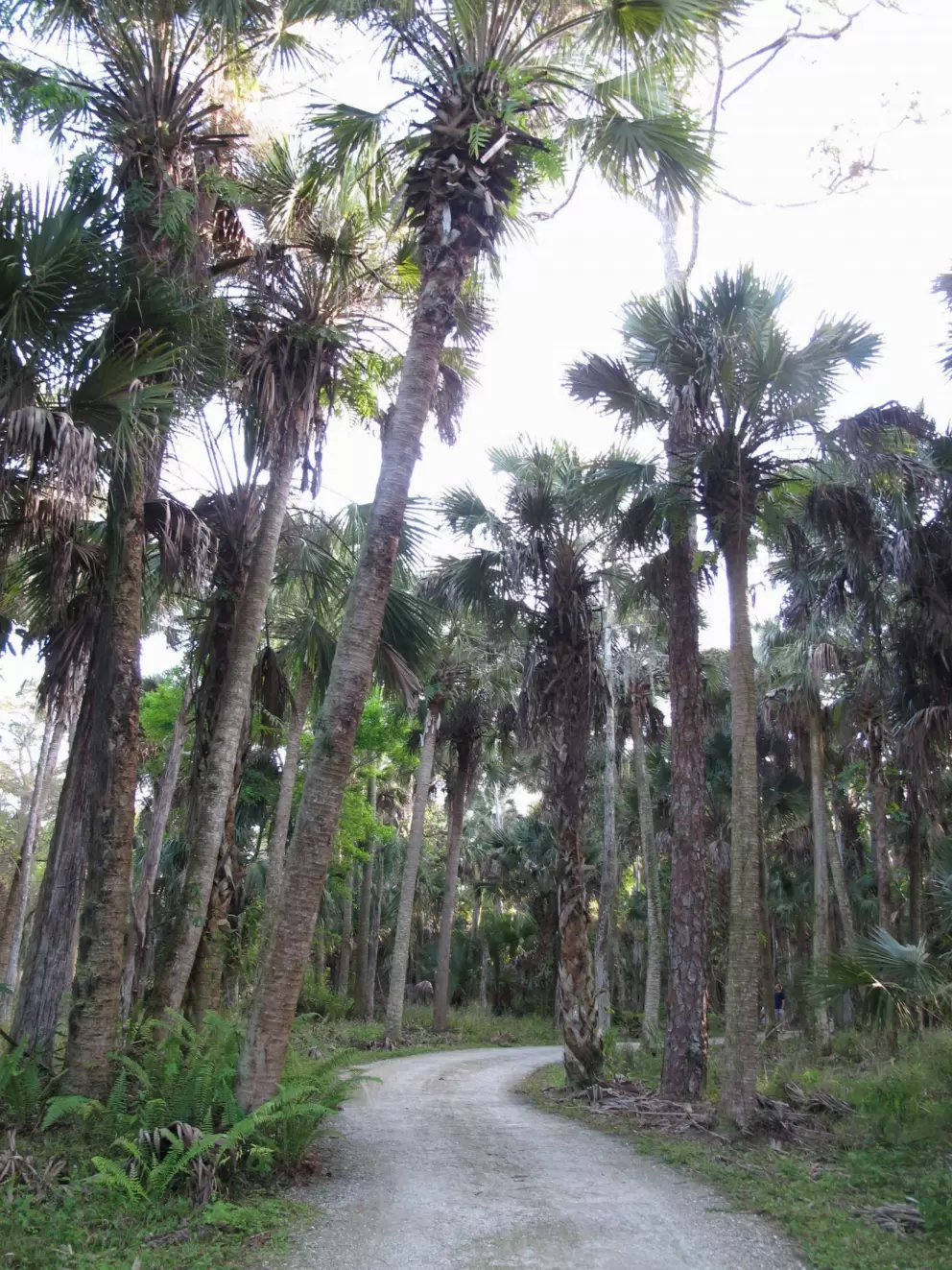 Lovely jogging path through tropical trees.