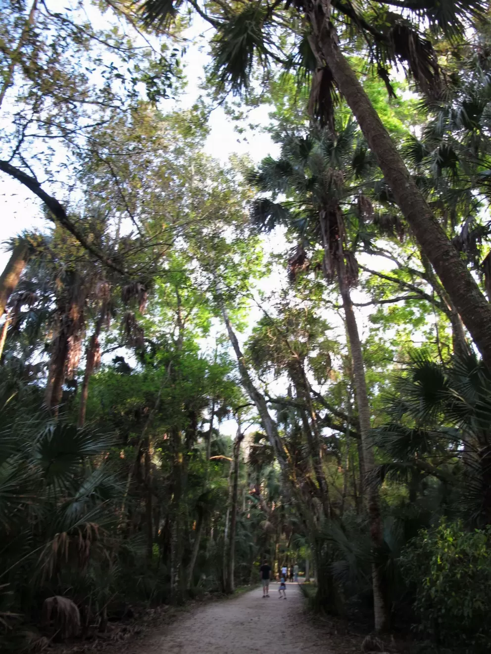 Popular running path through gorgeous trees.
