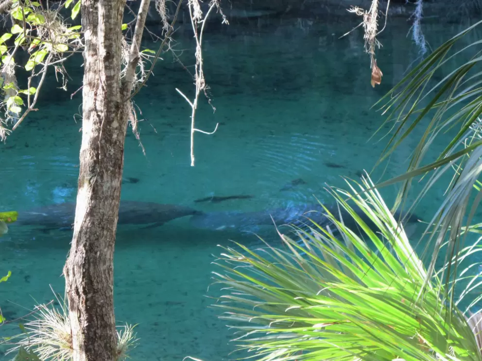 Manatees sheltering in the warm 72 degree water on a 48 degree February day.