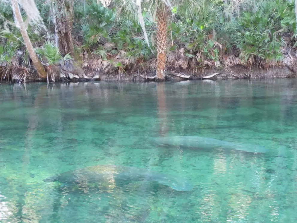 It's a joy to see manatees in the clear water.