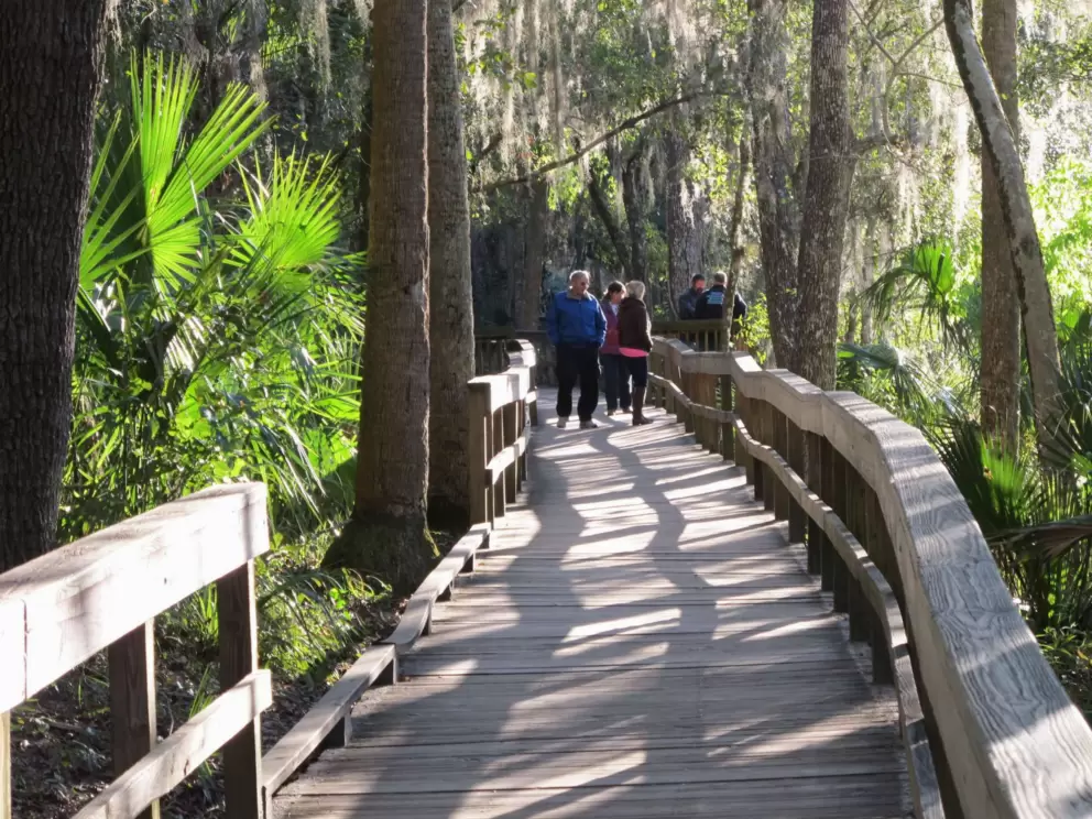 Many people walk the boardwalk on cold days to see the manatees!