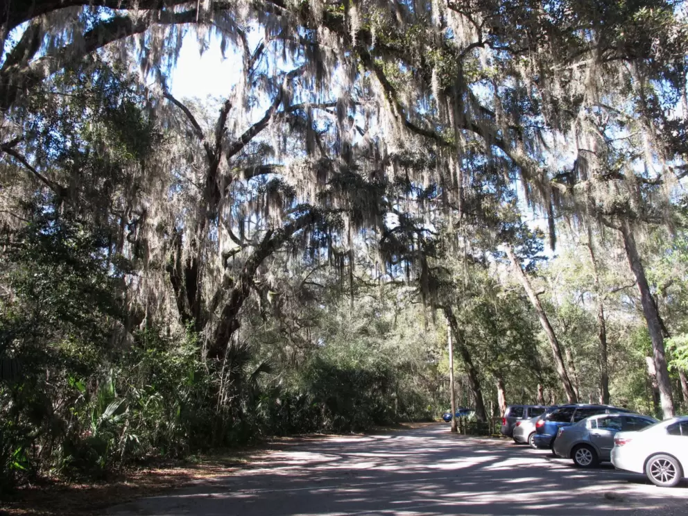 Amazing trees with Spanish moss in the parking lot.