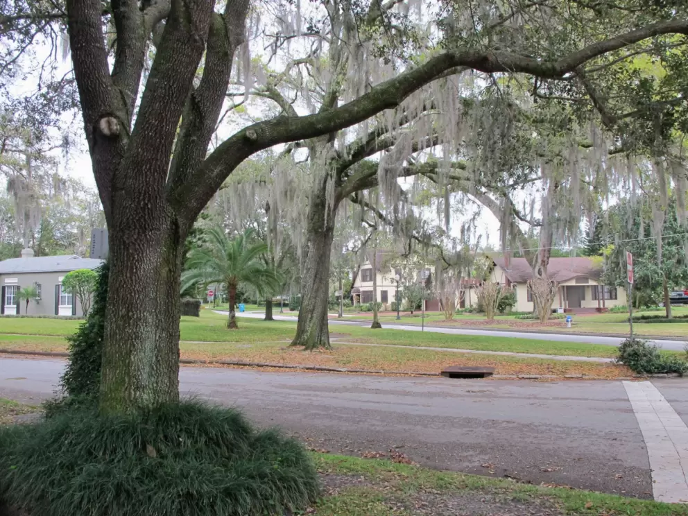 Layers of Spanish moss.