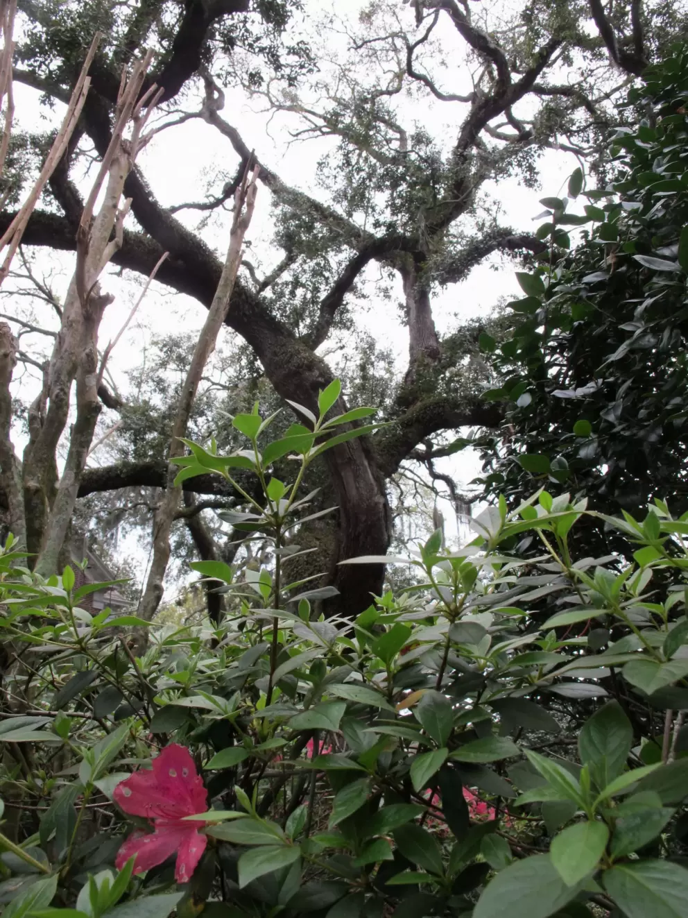 Flower bush and amazing huge tree in a yard.