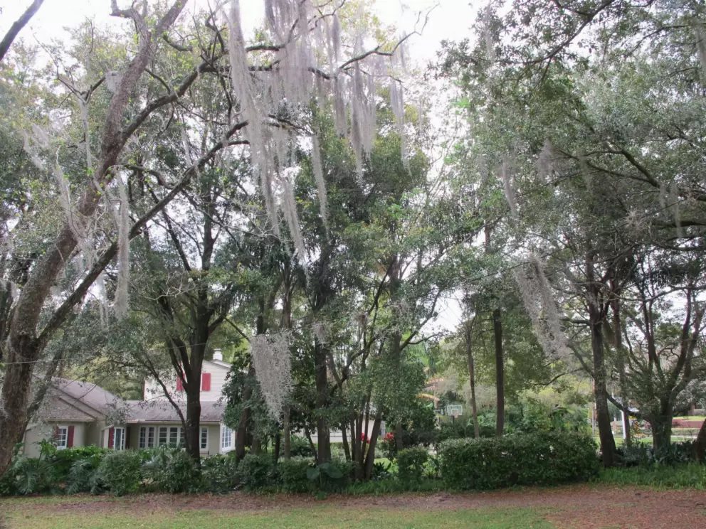 Spanish moss on a telephone line!
