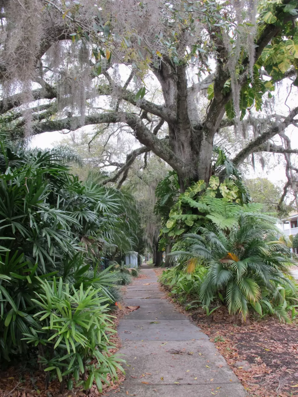 Spanish moss. 