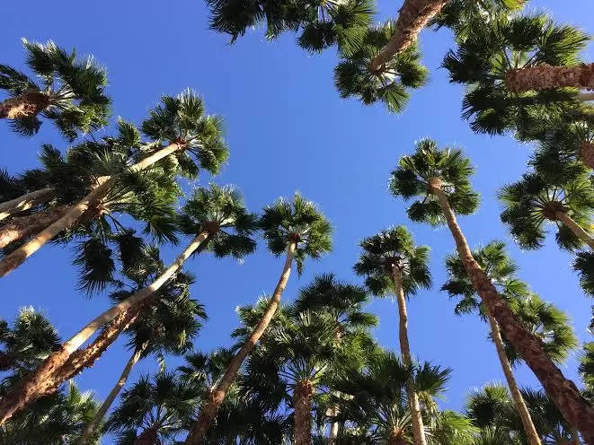 Date palms at Furnace Creek Inn!