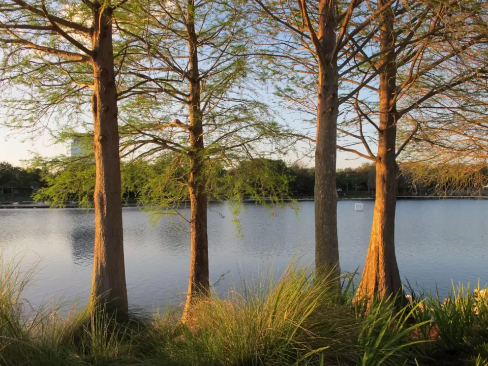 Cypress trees add a little nature to the development.
