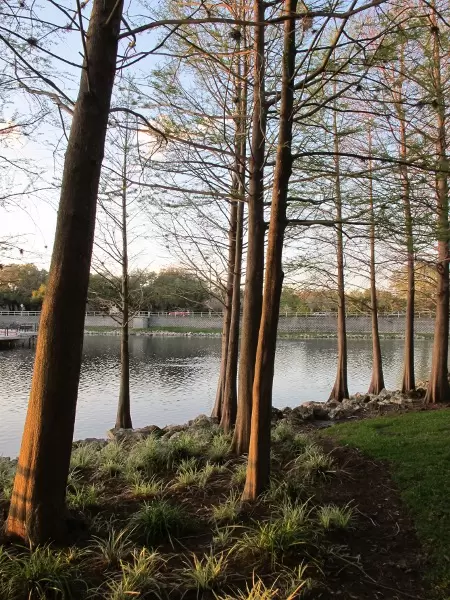 Cypress trees and feathery grass.