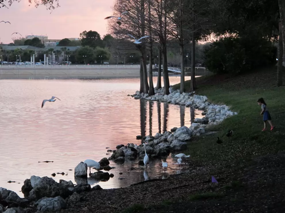 A child interacts with the birds.