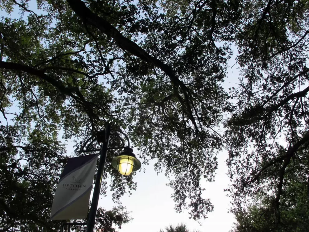 Tall trees.