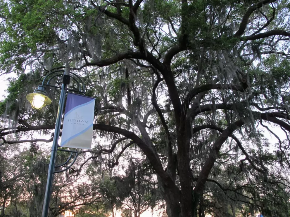 Spanish moss.