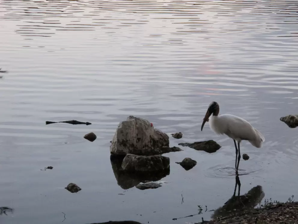 Bird exploring the shore.