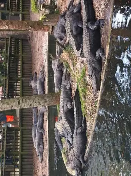 Alligators relaxing on the shore.
