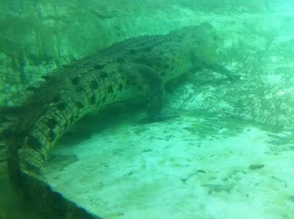Maximo, as seen from underwater.