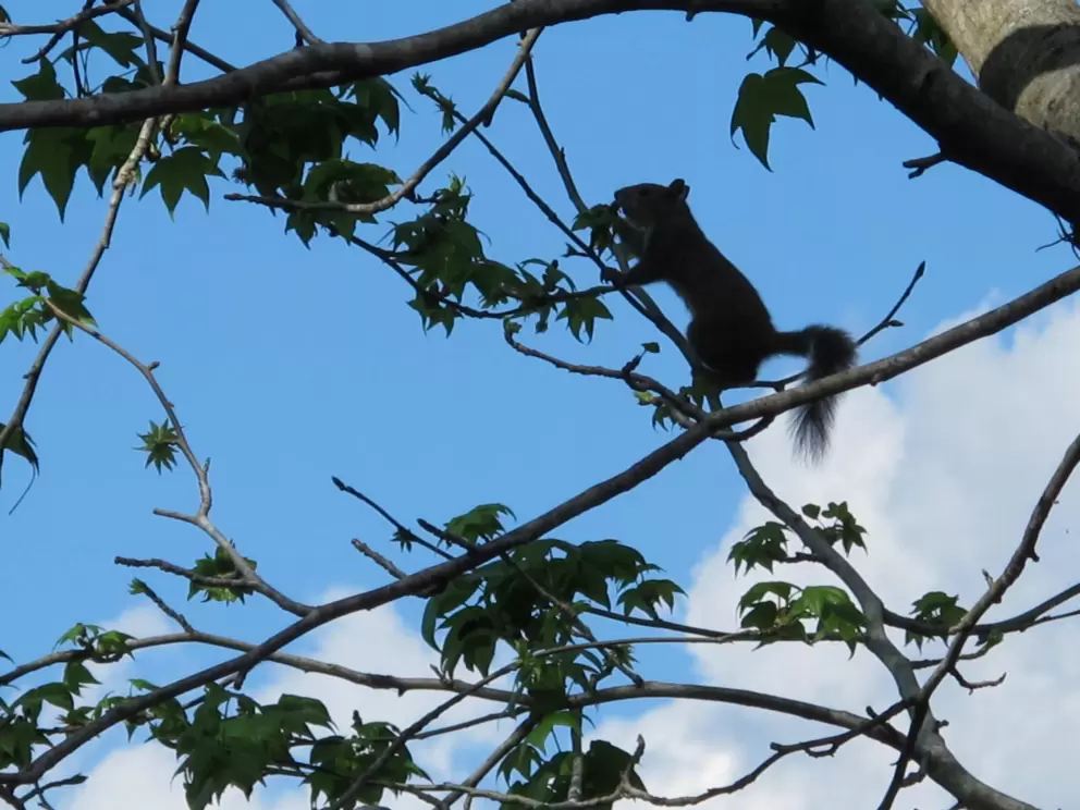 A squirrel leaps from branch to branch.