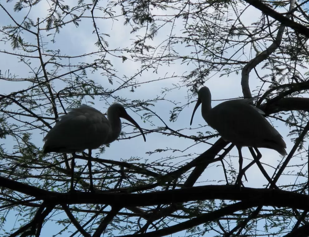 Ibis birds in a tree!!