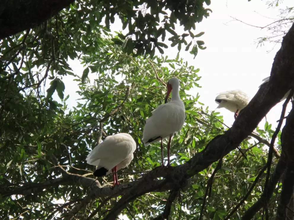 Funny birds in a tree.