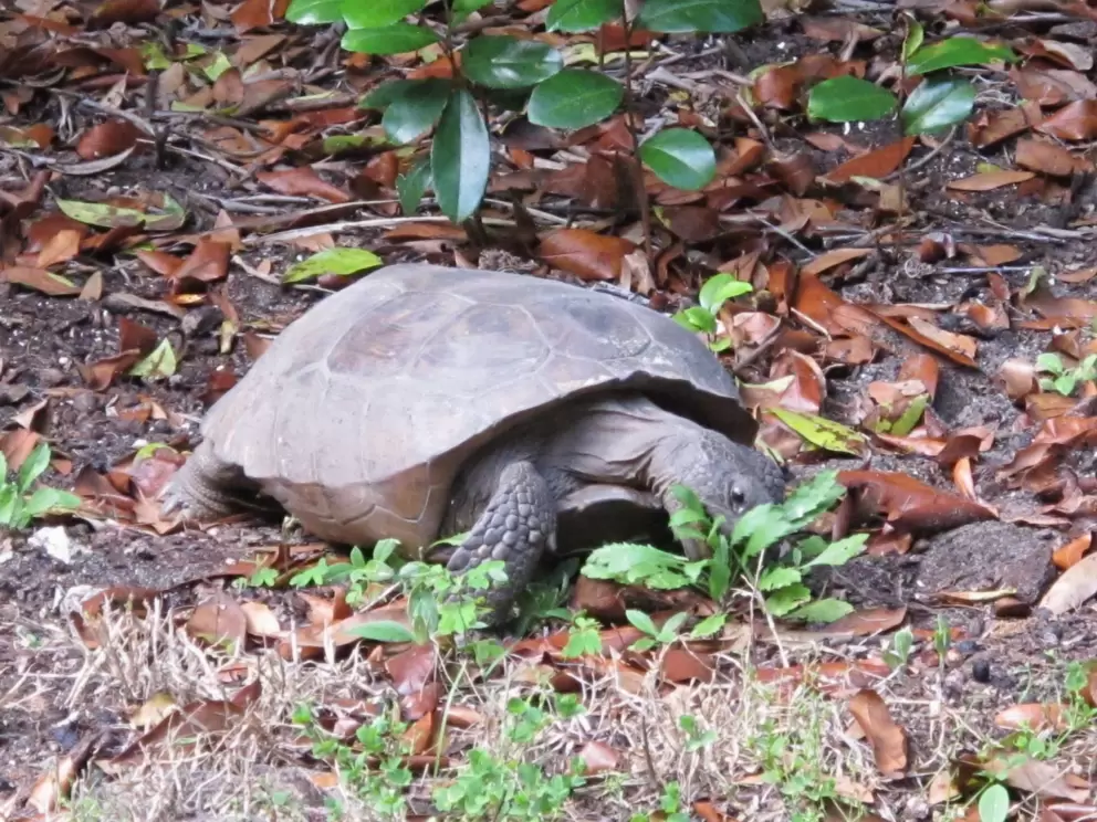 Gopher tortoise having some dinner.