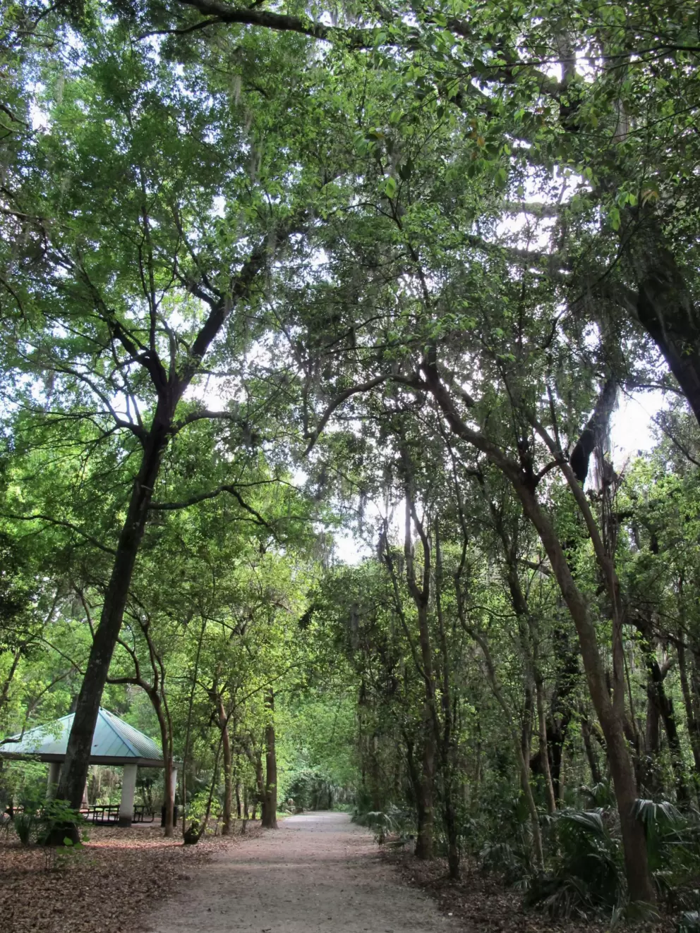 The trees are so tall!