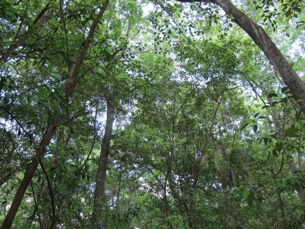 Looking up at the trees way above.