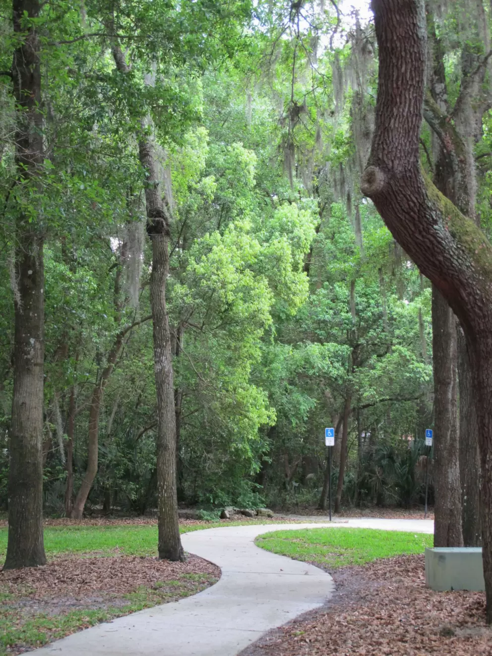 Winding path and trees of many shades.